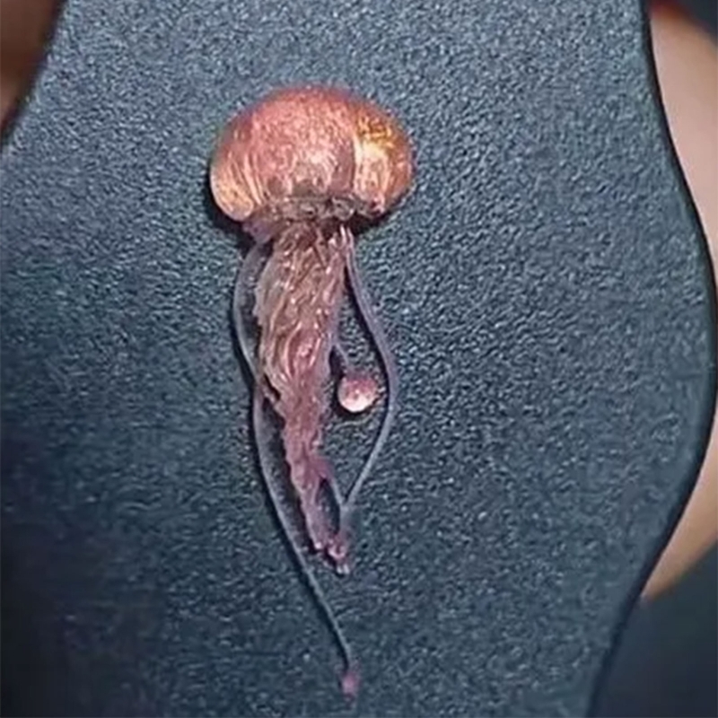 M2EA Cetakan Ubur-ubur Silikon - Art Craft Jellyfish ulasan dan harga